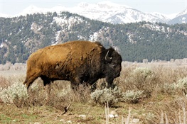 Senate Approves National Bison Legacy Act